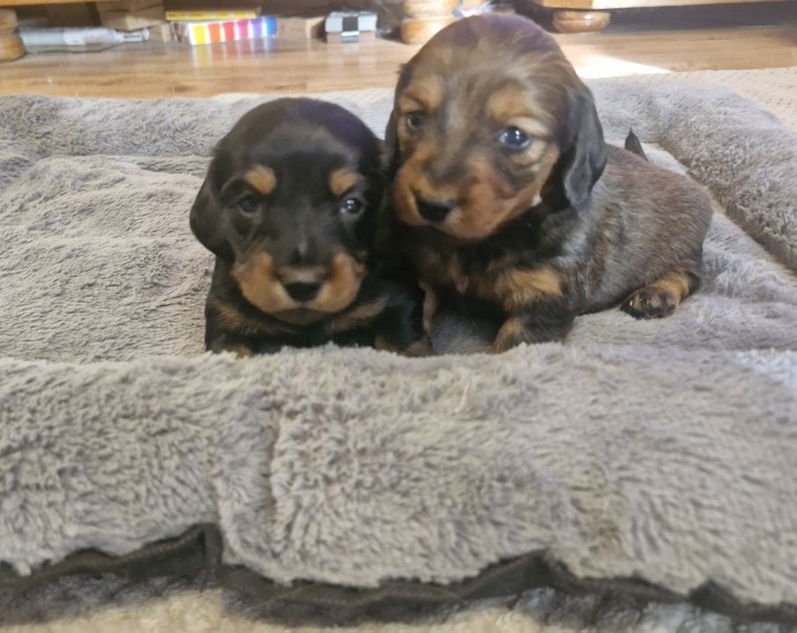 Jamnik długowłosy suczka standar