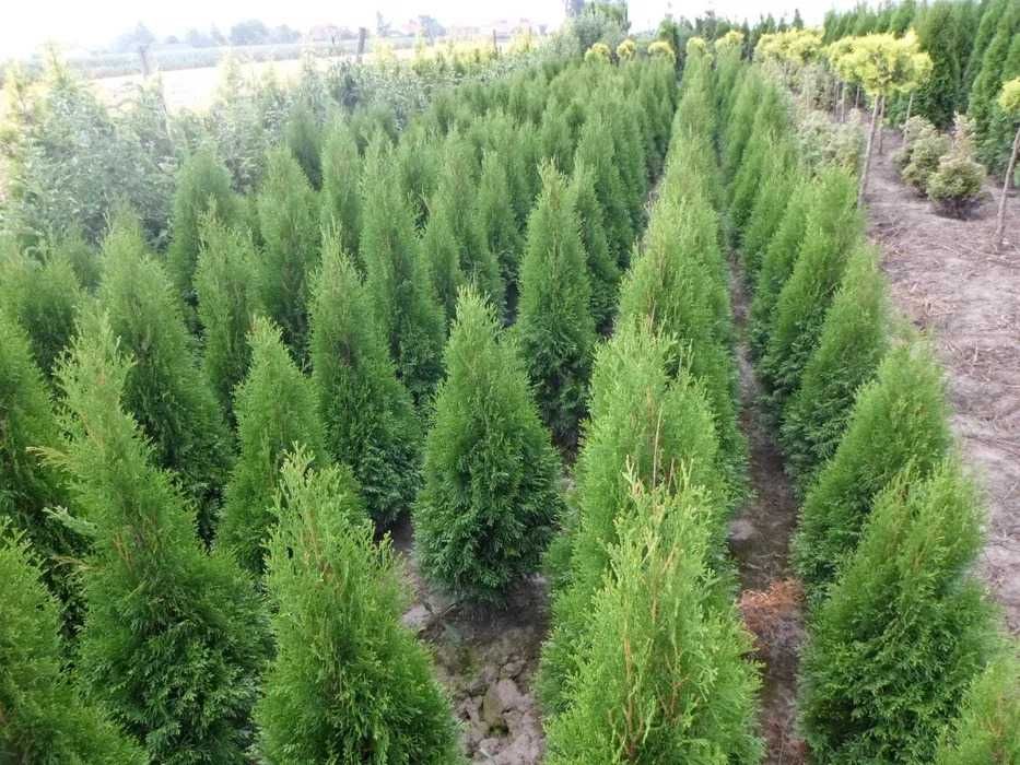 Tuja tuje szmaragd w doniczkach, jutach 140-160cm Dostawa