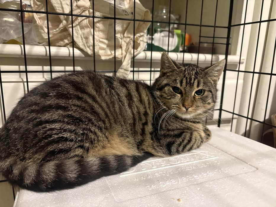 Kotek Trufelek do adopcji - pokochaj adoptuj