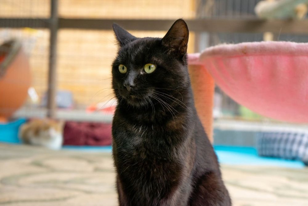 Czarny kot Venom czeka na dom w schronisku