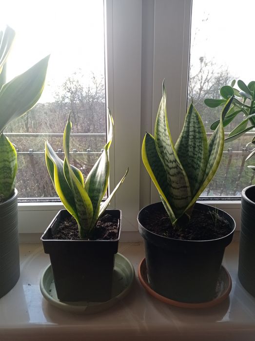 Sansewieria trifasciata doniczka