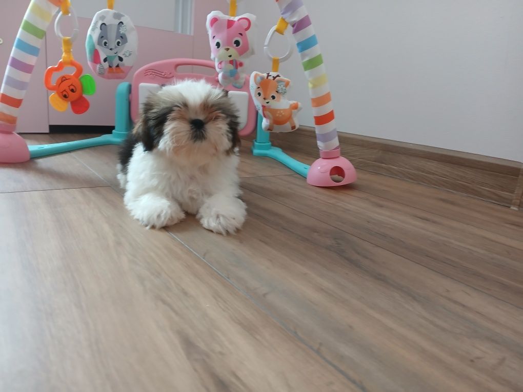 Sunia Shih-tzu z Rodowodem