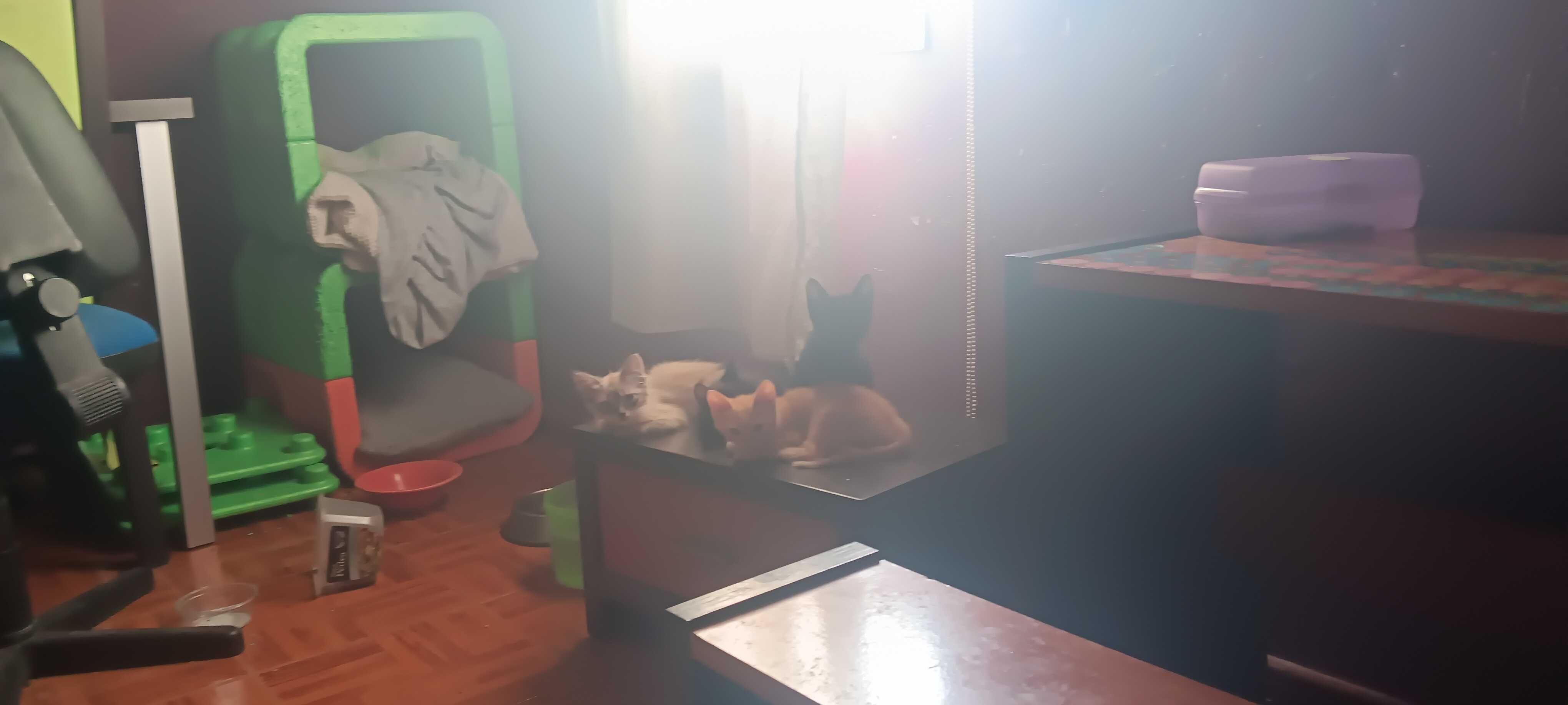 Gatinhos lindos e meigos