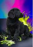 Labrador retriever