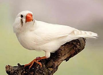 Zeberki samczyki i samiczki.