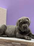 Хлопчик Ауді Cane corso-від офіційного питомника