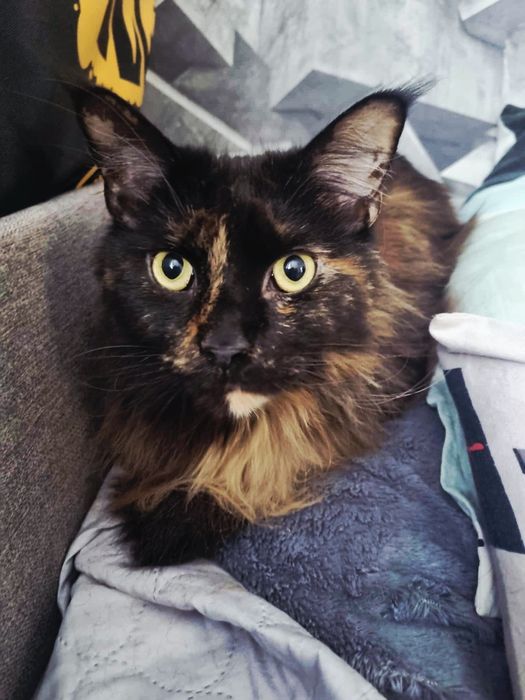 Piękna młodziutka Maine Coon