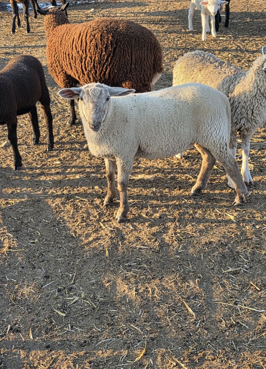 Borrego cruzado de Inra 401