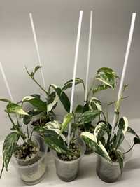 EPIPREMNUM PINNATUM VARIEGATA | monstera, syngonium, philodendron