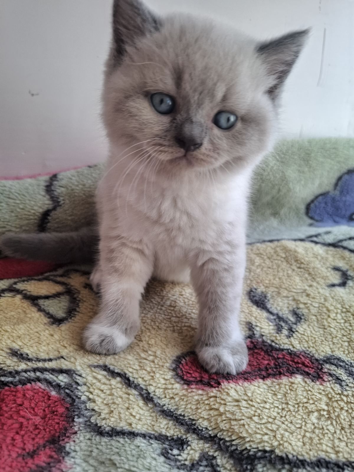 Шотландські кошенята