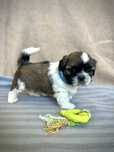 Śliczny piesek Shih Tzu- gotowy do zmiany domku