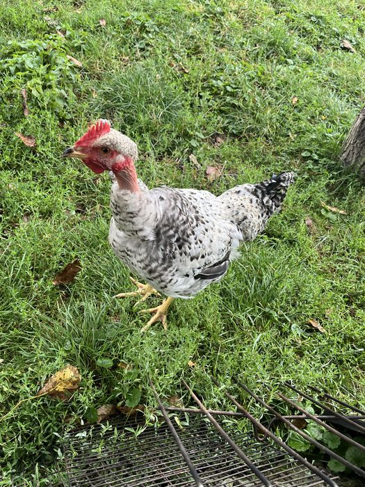 Кури голі шийки, продамо півня або пару