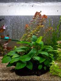 Анубиас, растение в аквариум