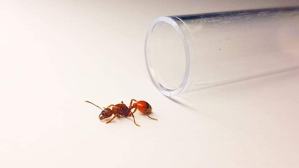 Manica rubida mrówki do formicarium