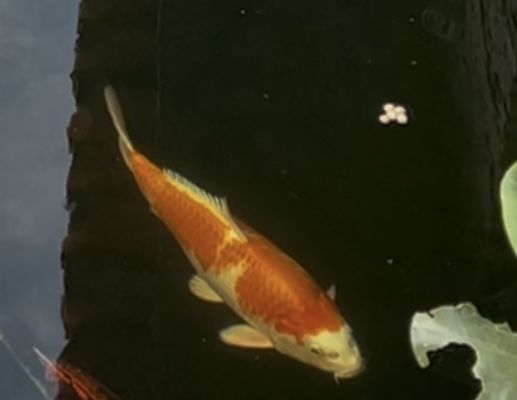 Carpas Koi com 35cm