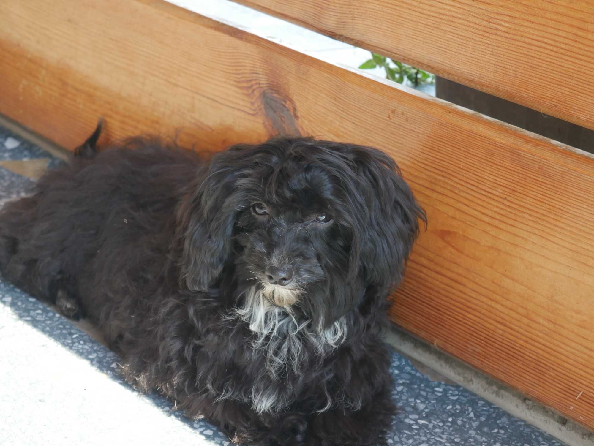 Maltipoo  Ostatni pies