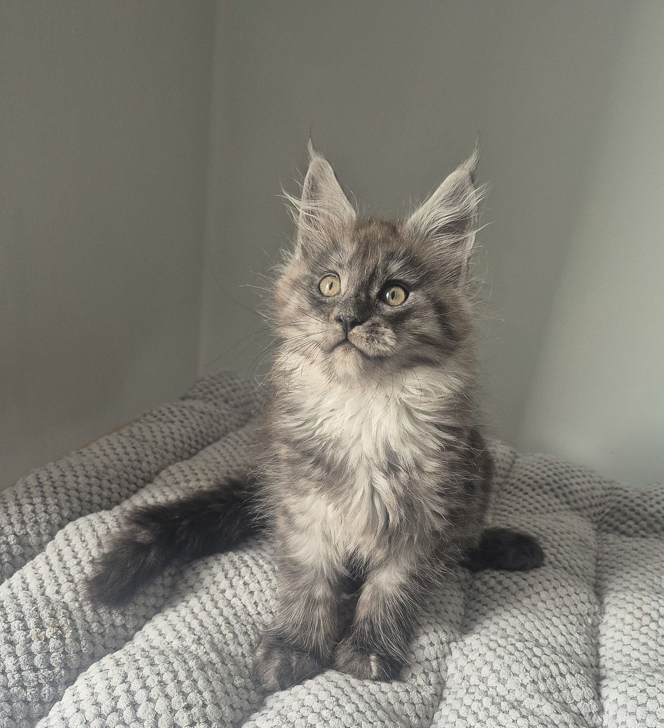 BONA srebrzysta kotka Maine coon!!!