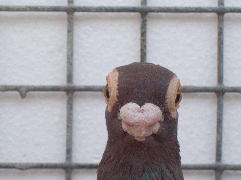 Brodawczak,brodawczaki