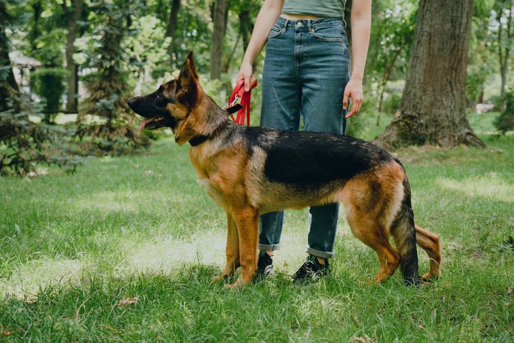 Шукаємо собаку! Пропала вівчарка!