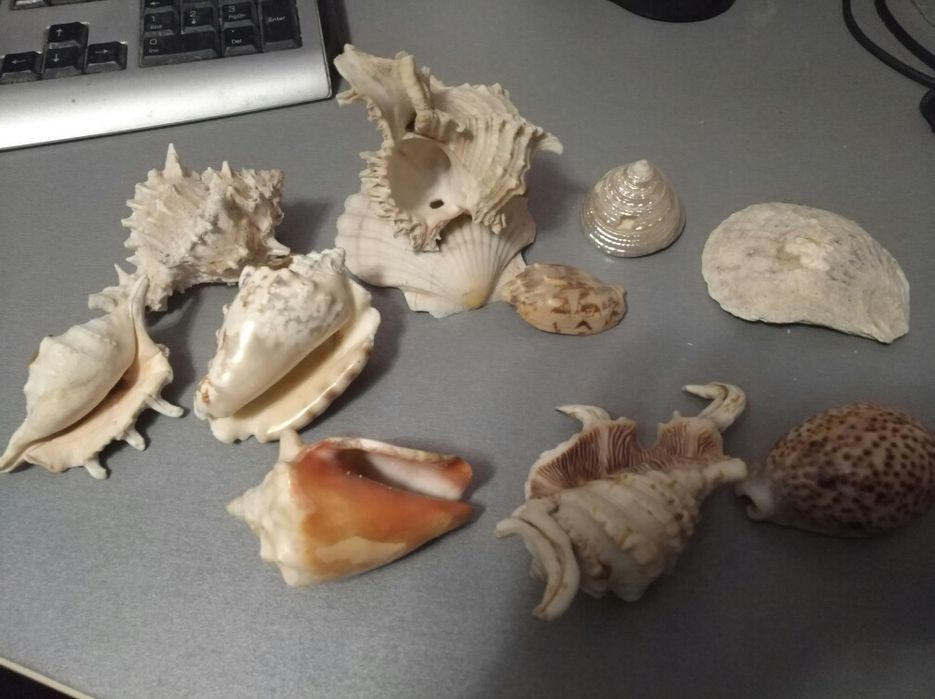 ракушка привезенные из Греции