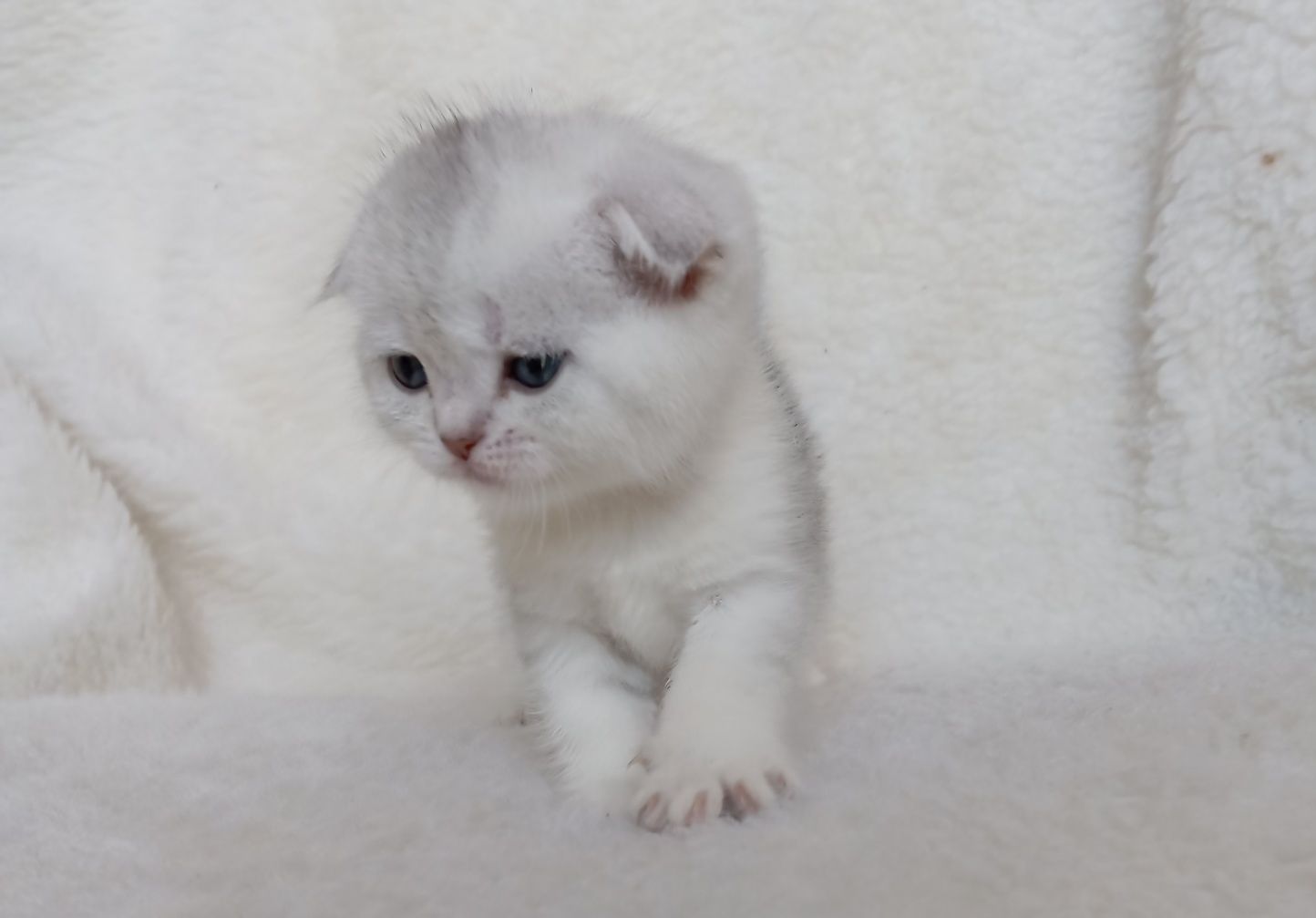 Шотландские, вислоухие и прямоухие котята скоттиш фолд и скоттиш страй