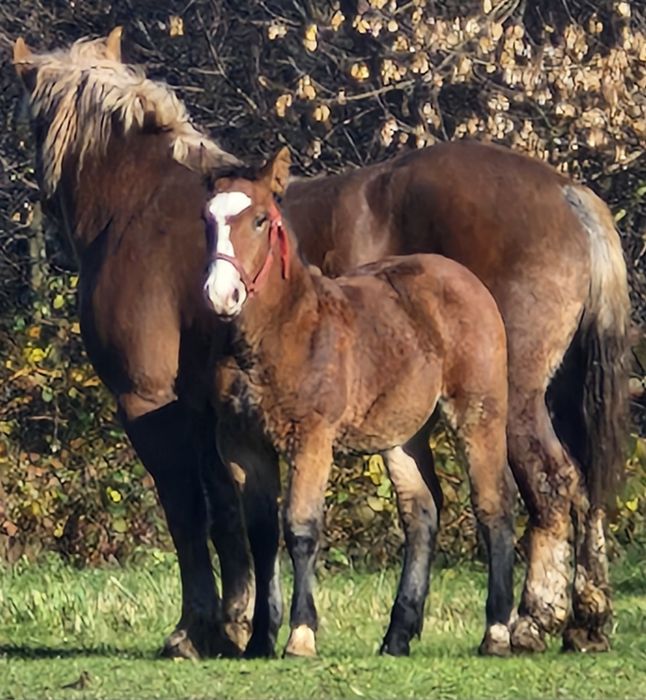 Sprzedam klacz zimnokrwista ze źrebakiem Zrebna Sztum
