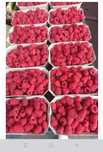 Sprzedam maliny deserowe