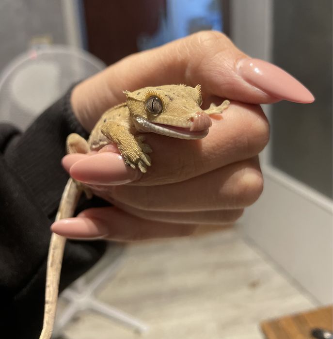 Gekon orzesiony, gekony orzesione