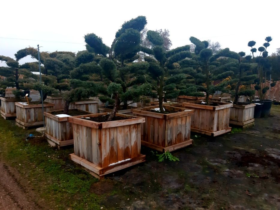 Bonsai-Niwaki jałowiec (sosna klon szmaragd Katalpa jodła cis cyprys)