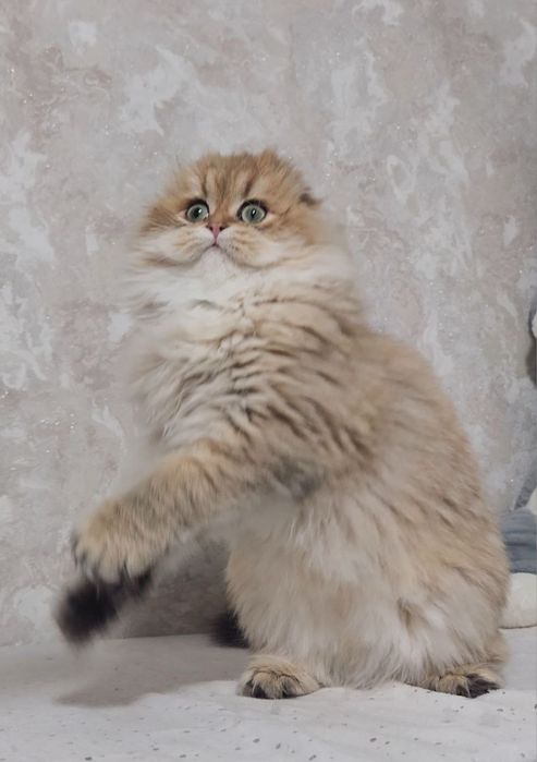 Дуже красива дівчинка вислоушка