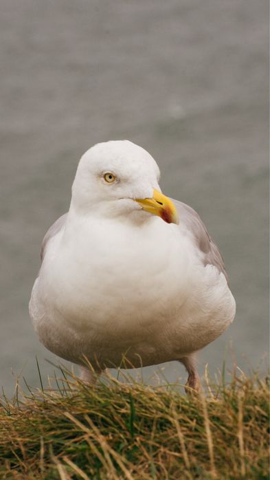 Tamron 70-180mm f/2.8 Di III VXD (Sony E)