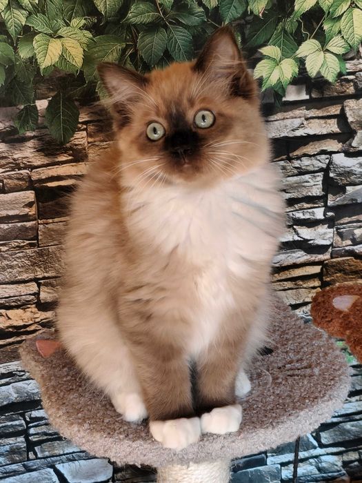 Ragdoll Cherubim Kotka MINK CZEKOLADA  rodowód międzynarodowy TICA .