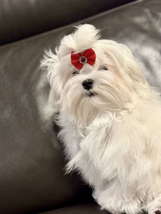 Maltańczyk suczka rodowód ZKwP FCI