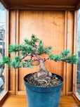 Pré-Bonsai Pinheiro Coleção