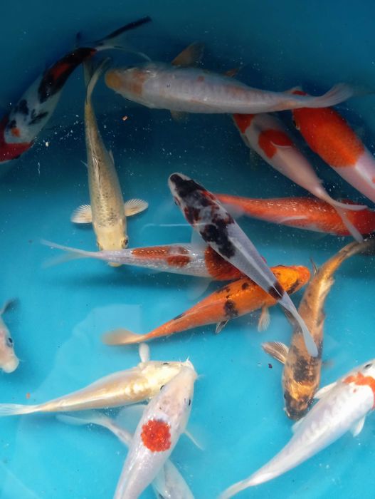 Carpas koi vários tamanhos