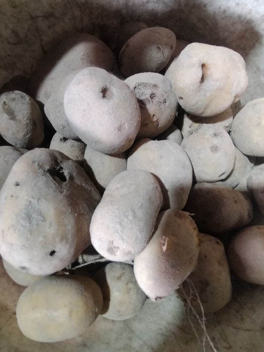 Odpady ziemniaków ziemniaki