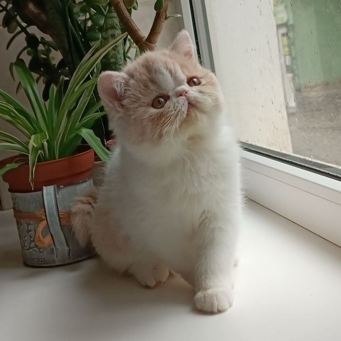 Продаю котят персов и экзотов