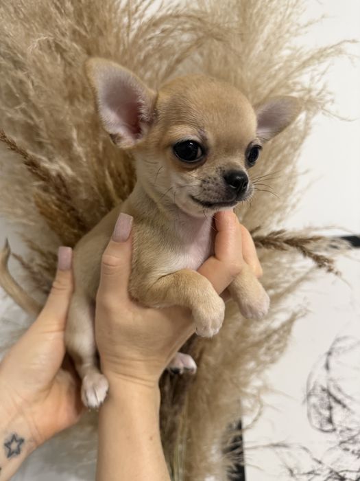 Chihuahua mini ZKwP FCI