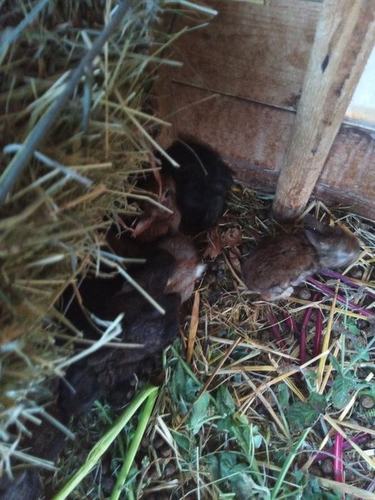 Młode króliki 3 miesieczne