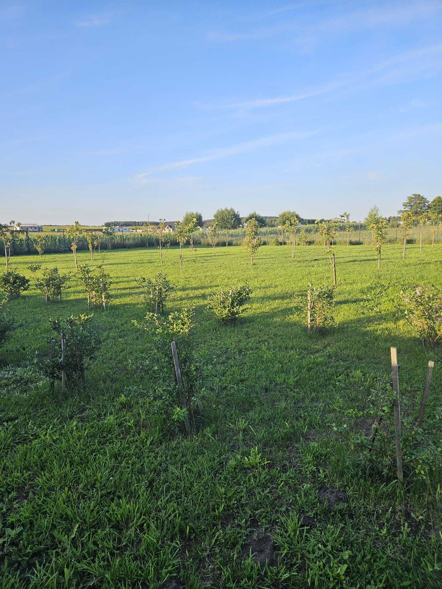 Piękna Działka Budowlana 3574 m2 okolice Szubina cena 875tys
