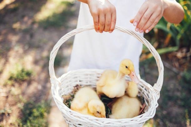 Продаю качки,гуси,індики,курчата, бройлер від 3 кг, кури несучки