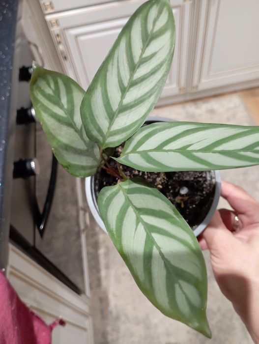 Калатея в горщику