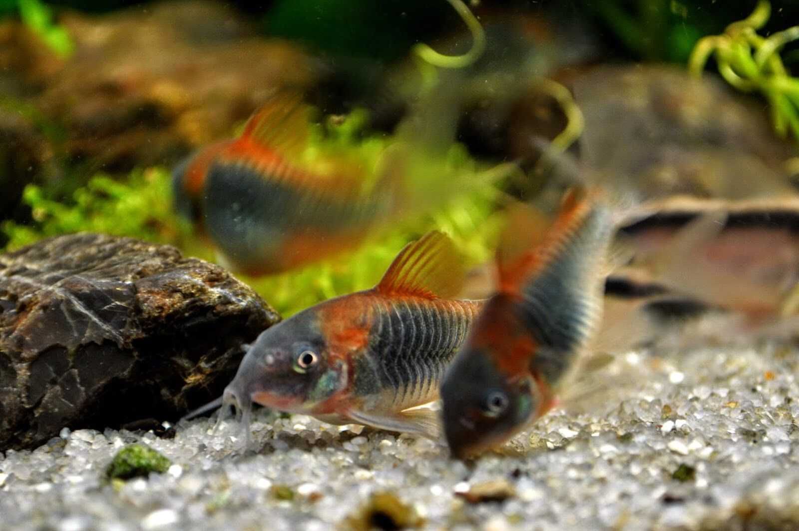 Kirysek wenezuela orange - Corydoras aeneus - Kirys venezuela