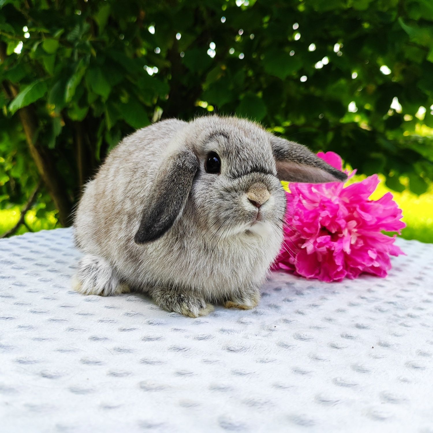 Mini lop rasowy metryka legalna hodowla miniaturka baranek