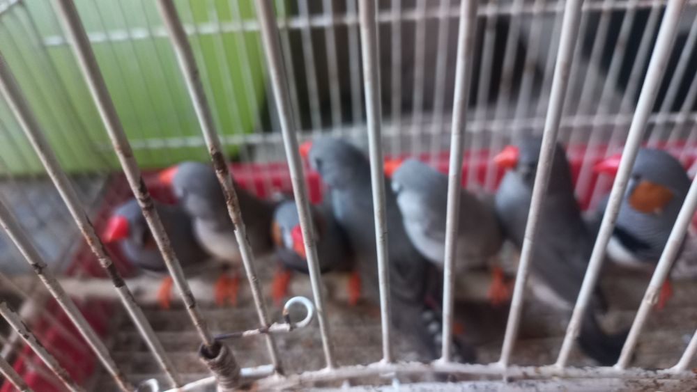 Vendo rolas mansasn e manderins