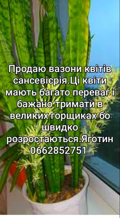 Продаються квіти  тещін язик для офісу,дому.