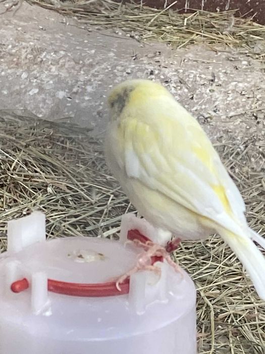 Sprzedam parkę kanarków