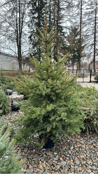 Świerk srebrny ogordzenie żywopłot sadzenie transport