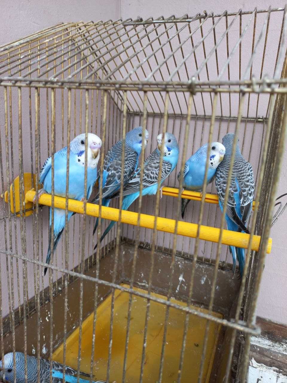 Продаются молодые волнистые попугаи