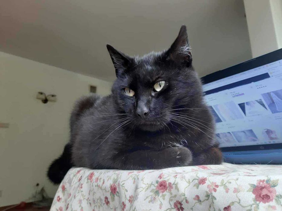 Moschino czeka na domek